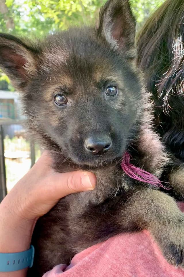 AKC German Shepherd puppies media 3