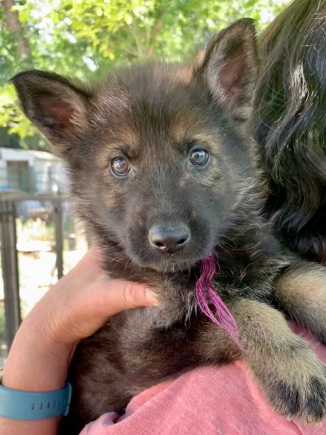AKC German Shepherd puppies media 4