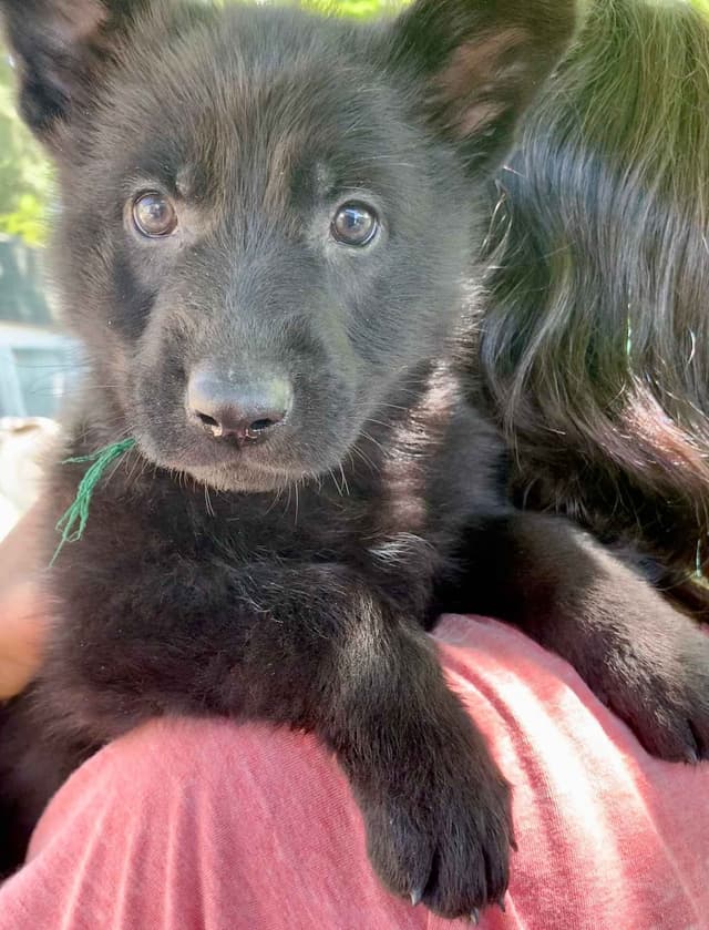 AKC German Shepherd puppies media 8
