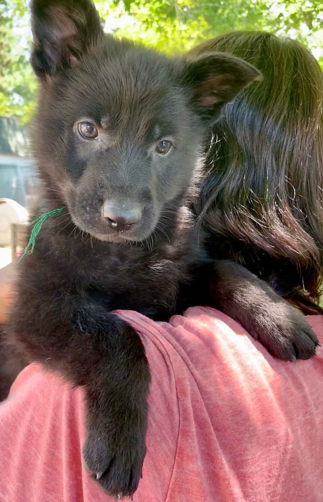 AKC German Shepherd puppies media 7