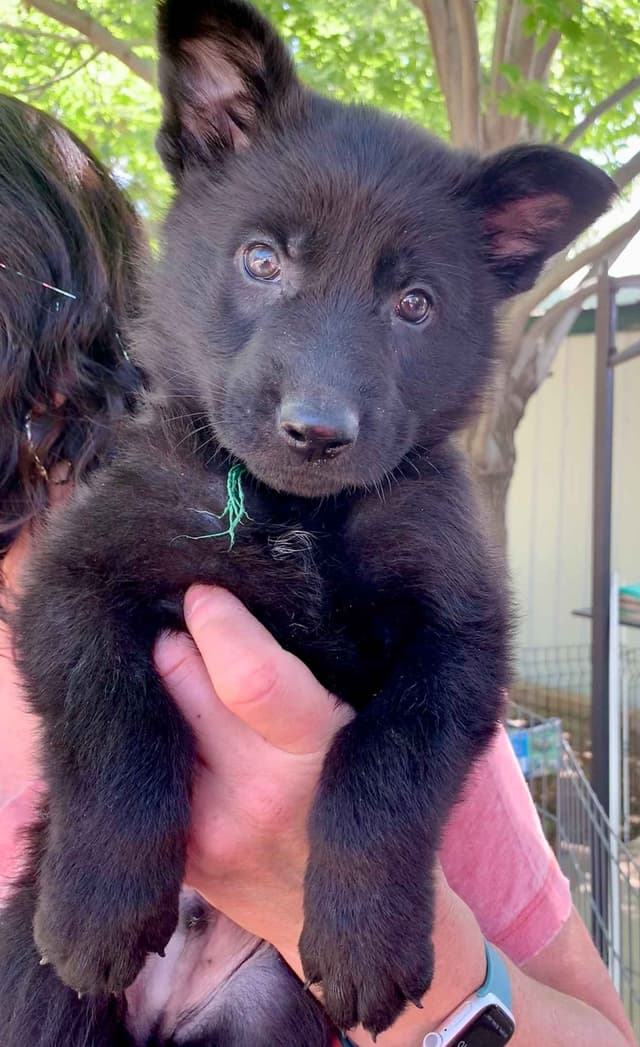 AKC German Shepherd puppies media 9
