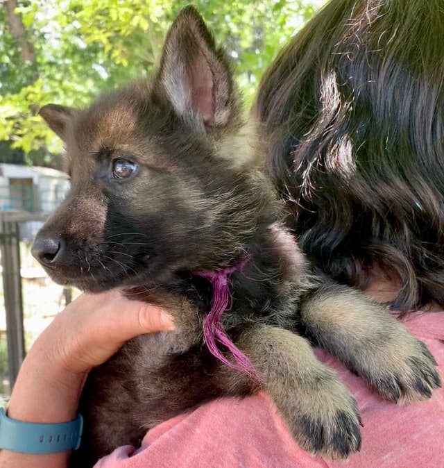 AKC German Shepherd puppies media 2