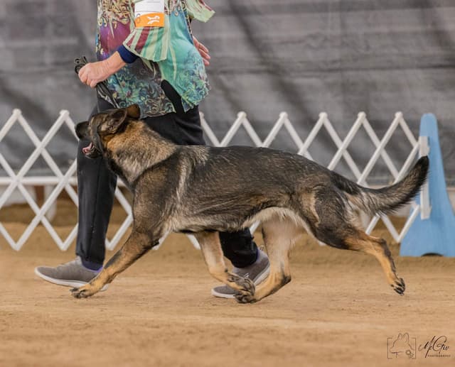 AKC German Shepherd puppies media 13