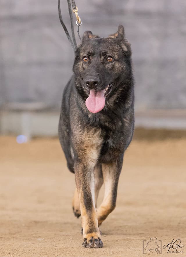 AKC German Shepherd puppies media 14