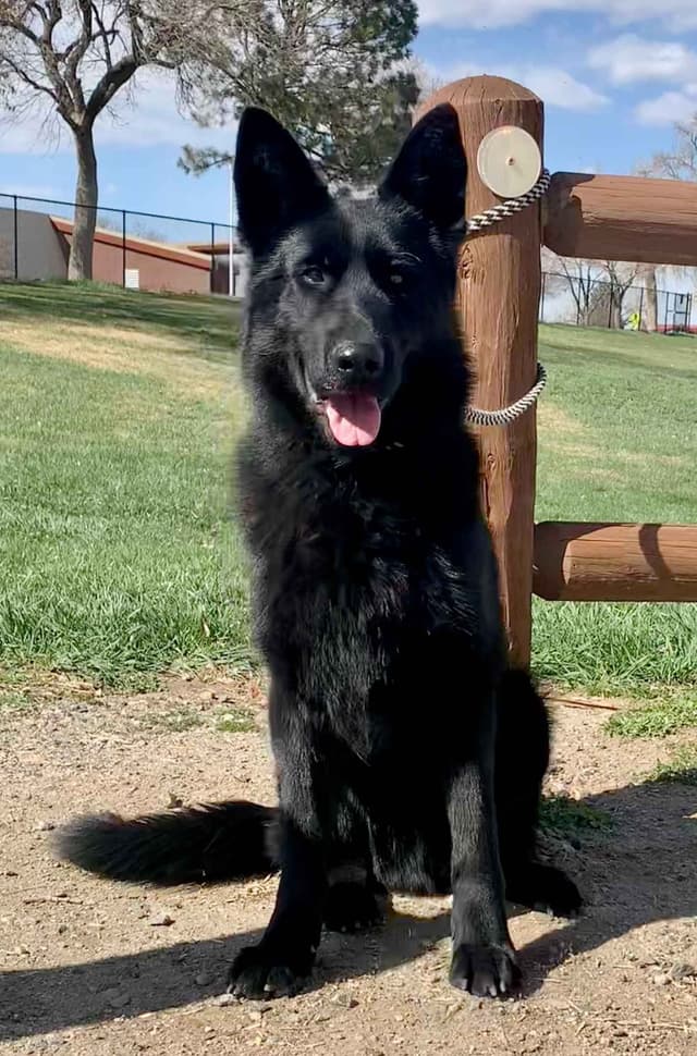 AKC German Shepherd puppies media 11