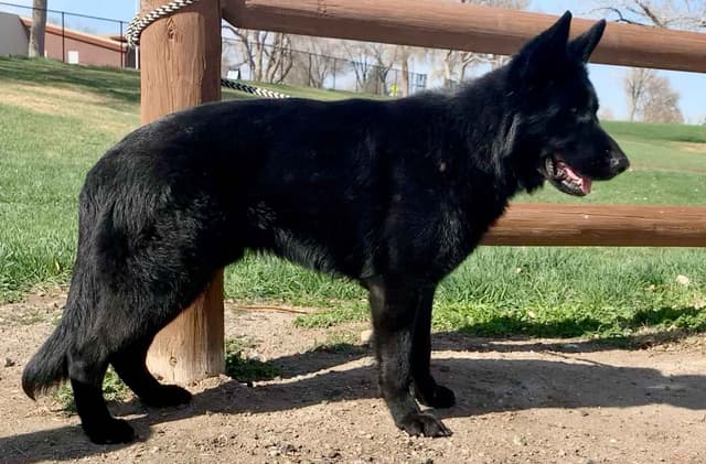 AKC German Shepherd puppies media 12