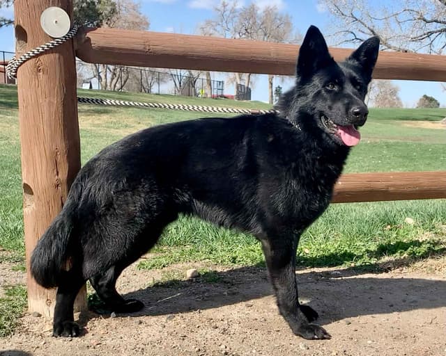 AKC German Shepherd puppies media 10