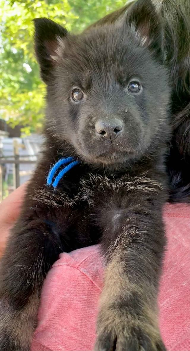 AKC German Shepherd puppies media 8