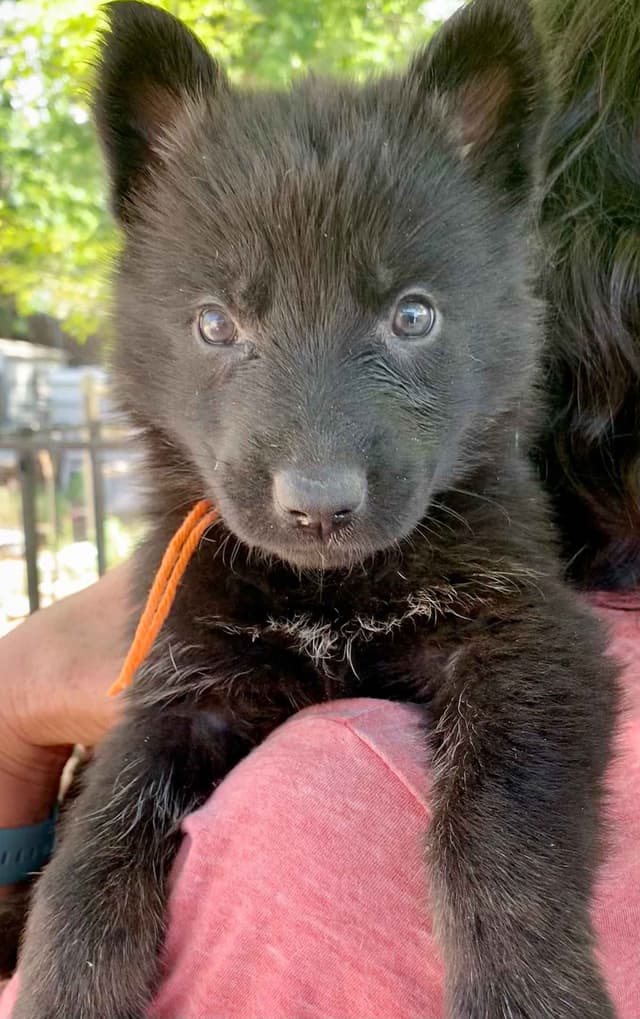 AKC German Shepherd puppies media 7