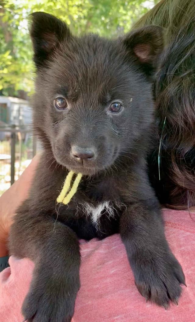 AKC German Shepherd puppies media 11
