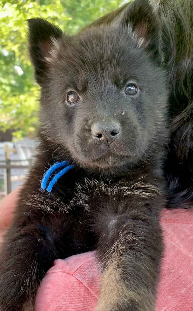 AKC German Shepherd puppies media 9