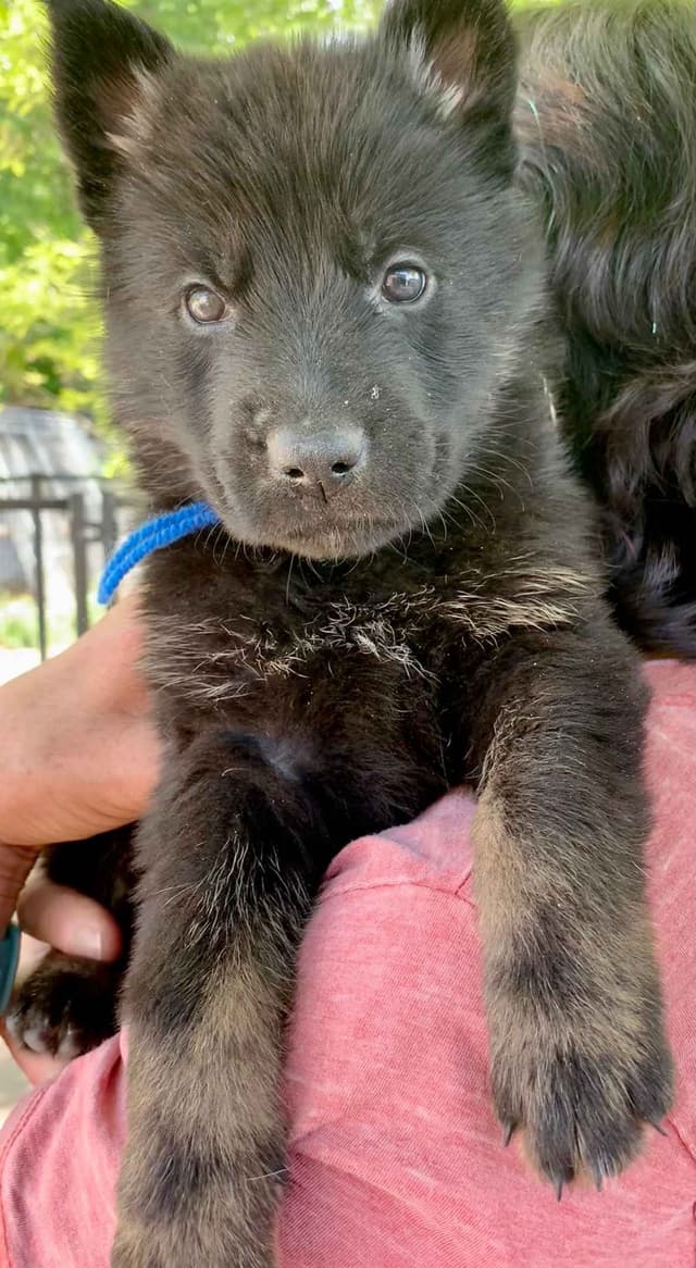 AKC German Shepherd puppies media 10