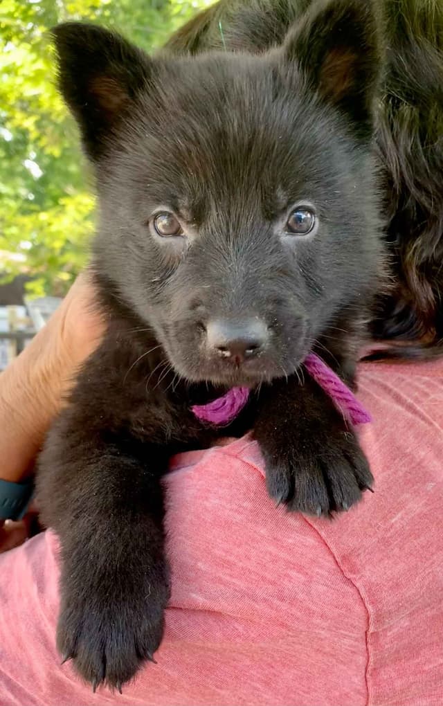 AKC German Shepherd puppies media 2