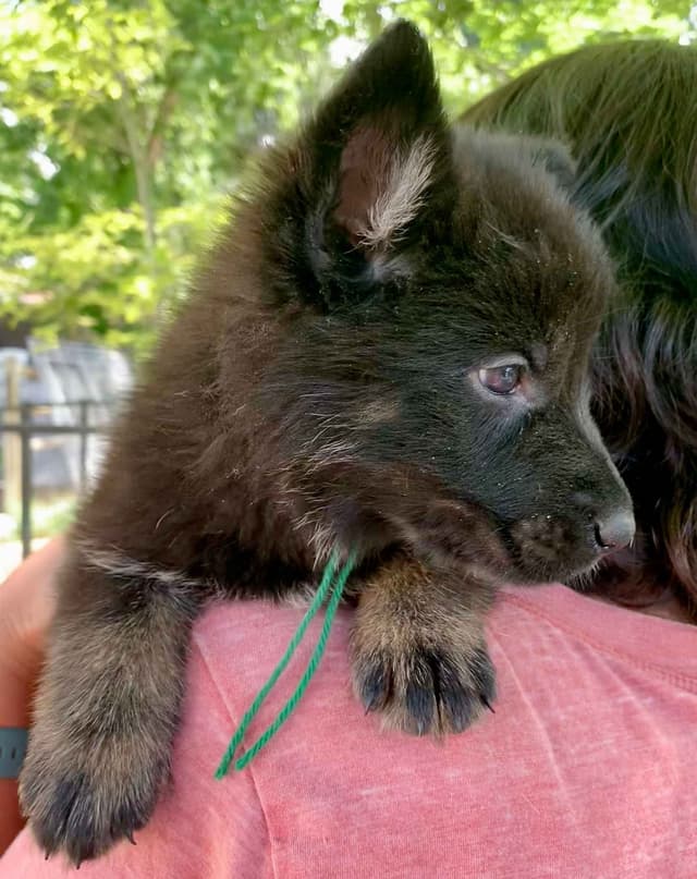 AKC German Shepherd puppies media 4