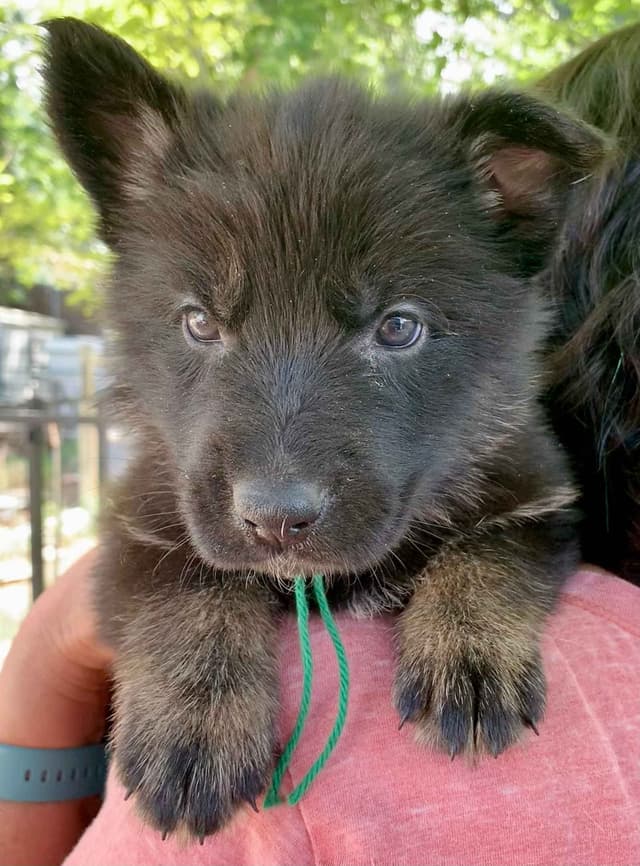 AKC German Shepherd puppies media 3