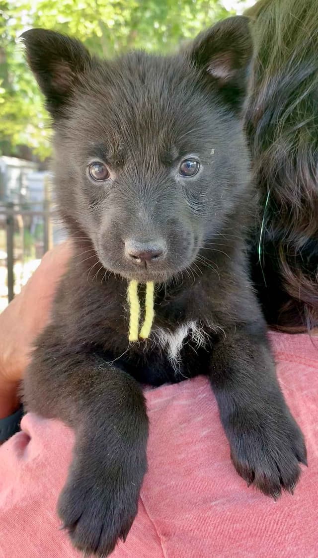 AKC German Shepherd puppies media 14
