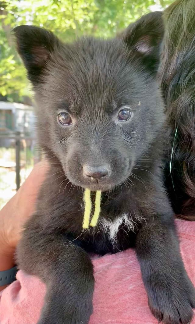 AKC German Shepherd puppies media 12