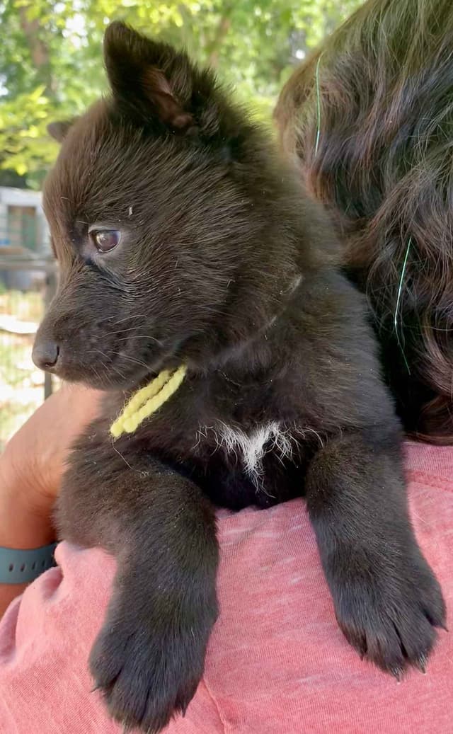 AKC German Shepherd puppies media 13