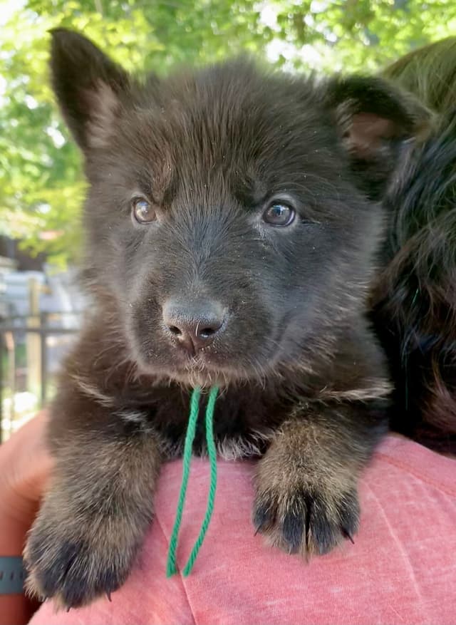 AKC German Shepherd puppies media 5
