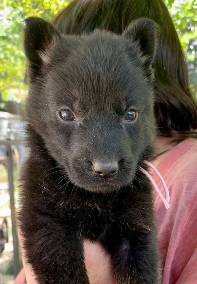 AKC German Shepherd puppies media 15