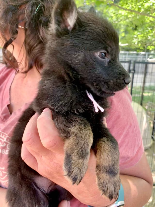AKC German Shepherd puppies media 16