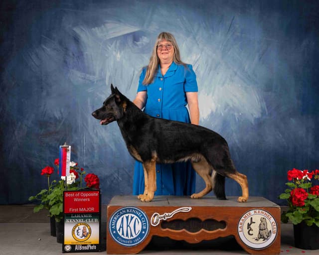 AKC German Shepherd puppies media 17