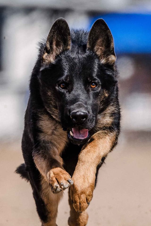 AKC German Shepherd puppies media 18