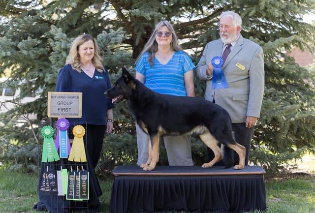 AKC German Shepherd puppies media 19