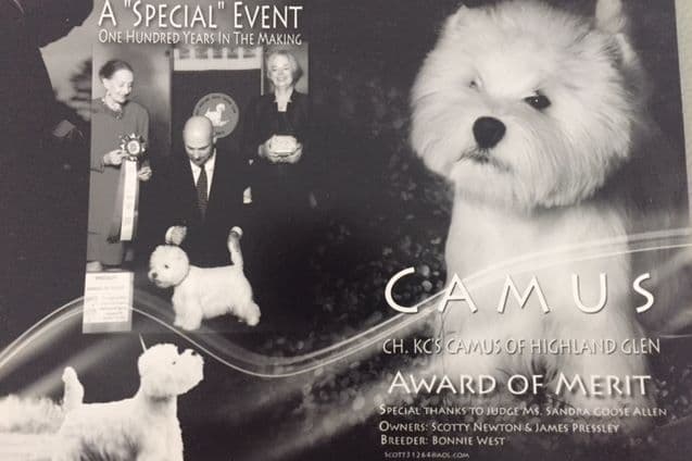 West Highland White Terrier Puppies breeder image 2
