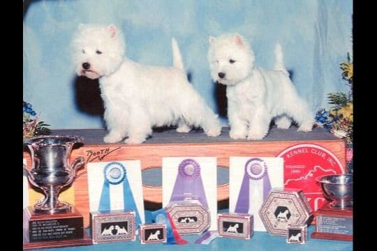 West Highland White Terrier Puppies breeder image 1