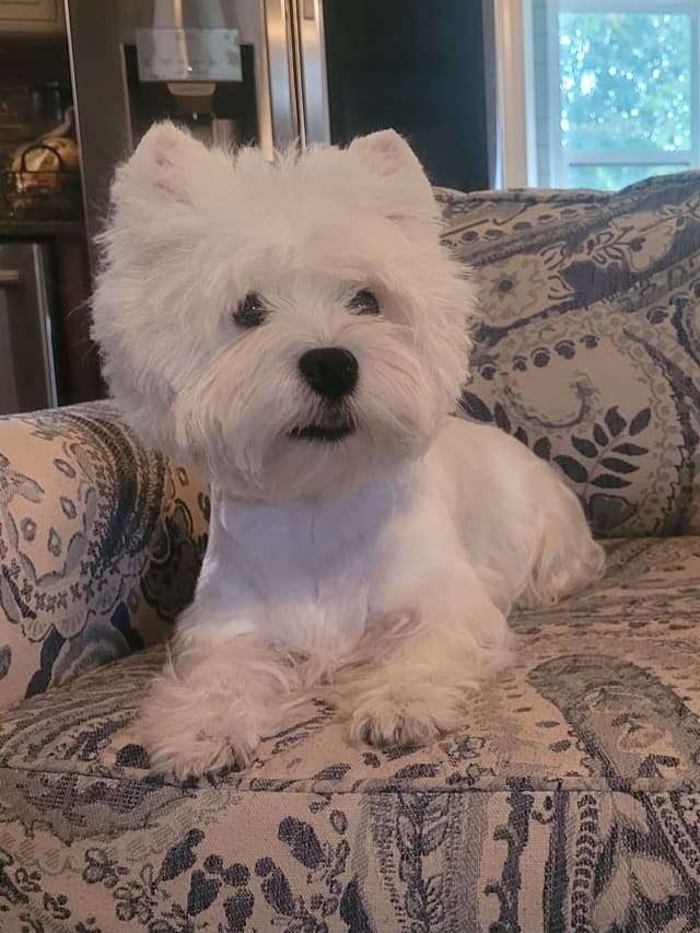 West Highland White Terrier Puppies media 2