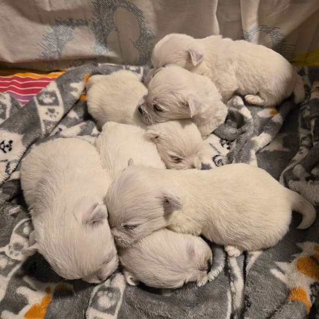 West Highland White Terrier Puppies media 4