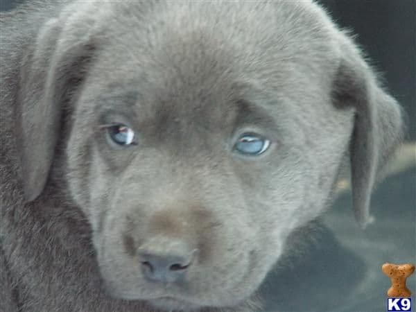 AKC Silver & Chocolate Labrador Retriever Pups, Champion Lines media 7