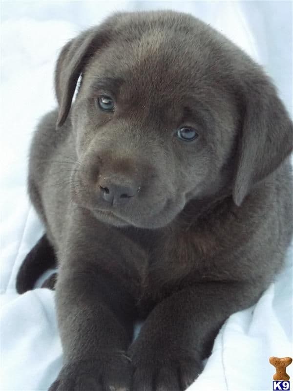 AKC Silver & Chocolate Labrador Retriever Pups, Champion Lines media 3