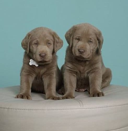 Labrador Retriever Puppies media 2