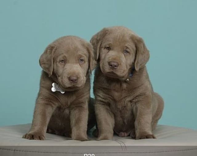 Labrador Retriever Puppies media 10