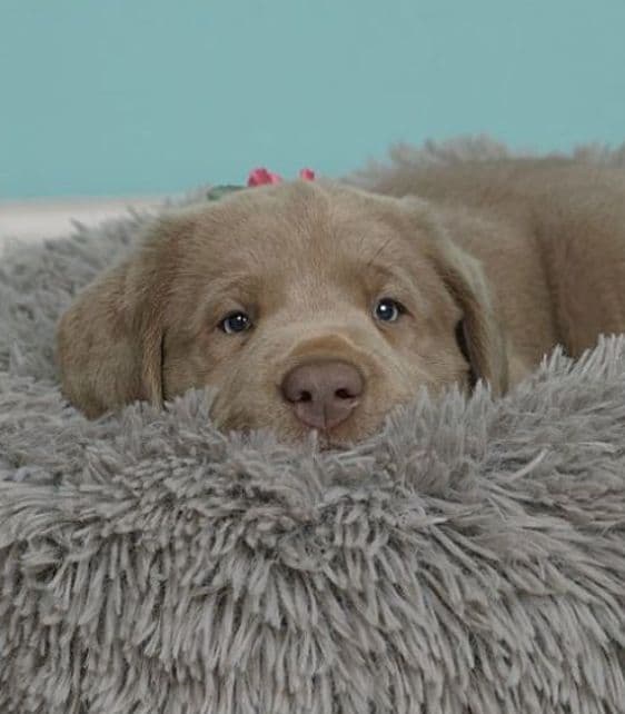 Labrador Retriever Puppies media 4