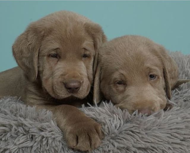 Labrador Retriever Puppies media 24