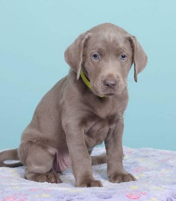 Labrador Retriever Puppies media 5
