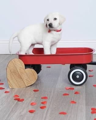 Labrador Retriever Puppies media 2
