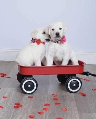 Labrador Retriever Puppies media 3
