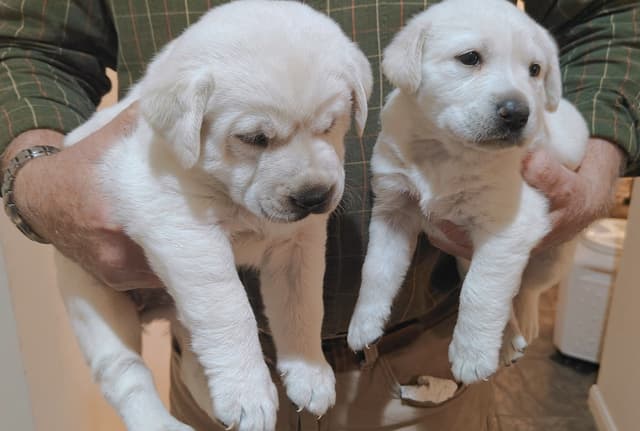 Labrador Retriever Puppies media 5