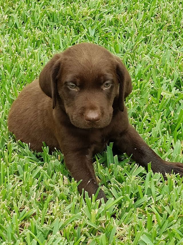 AKC Silver & Chocolate Labrador Retriever Pups, Champion Lines media 4