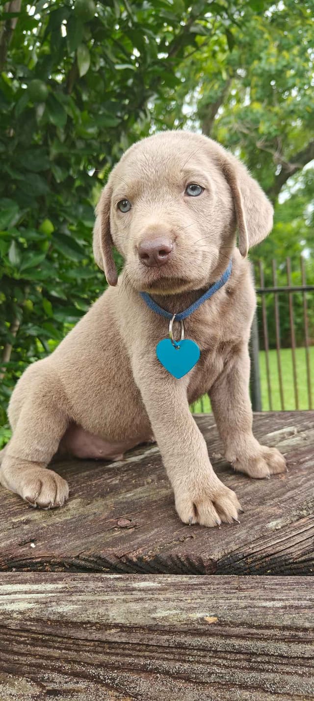 AKC Silver & Chocolate Labrador Retriever Pups, Champion Lines media 9