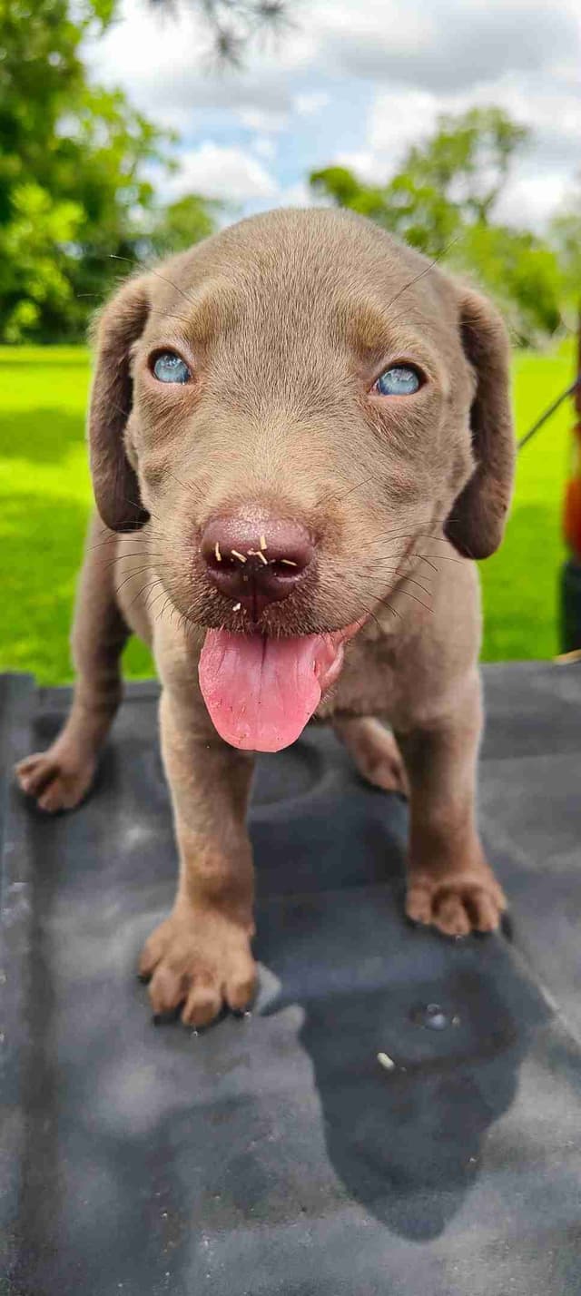 AKC Silver & Chocolate Labrador Retriever Pups, Champion Lines media 10