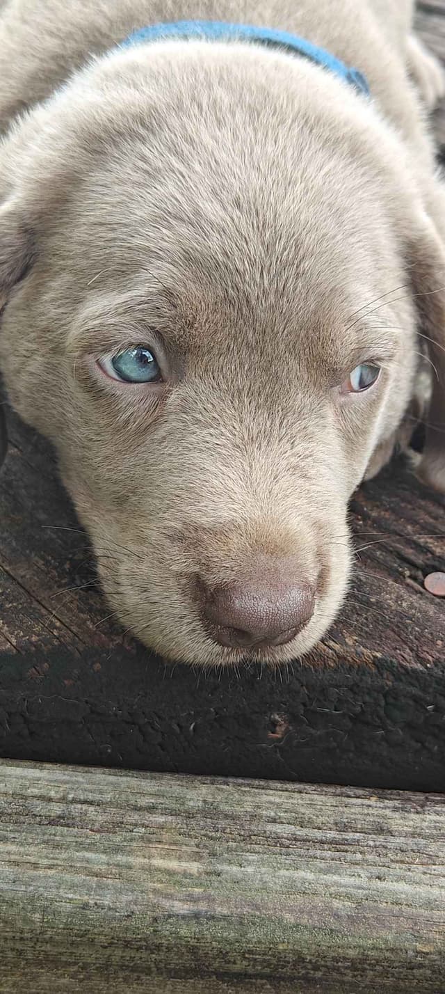 AKC Silver & Chocolate Labrador Retriever Pups, Champion Lines media 12