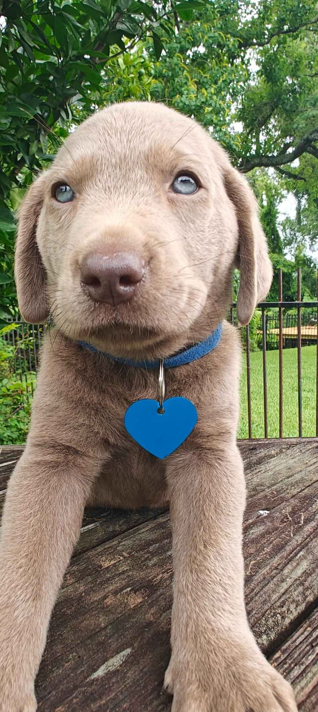 AKC Silver & Chocolate Labrador Retriever Pups, Champion Lines media 14