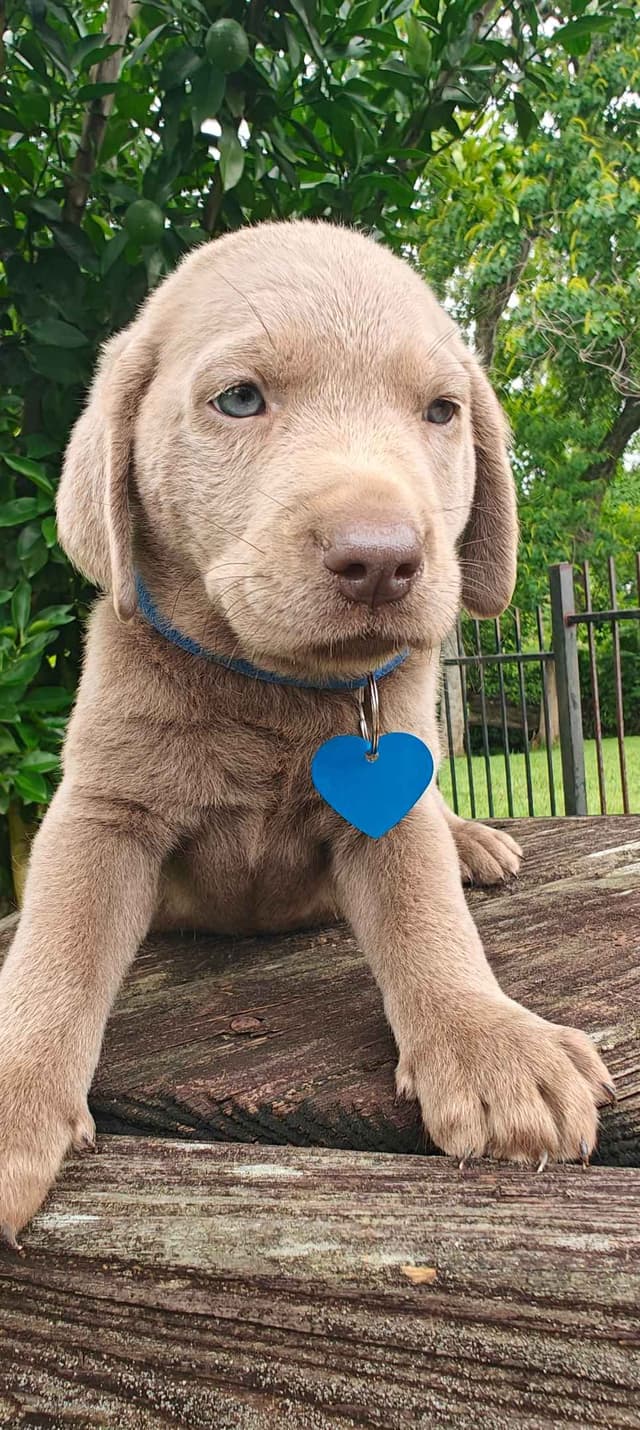 AKC Silver & Chocolate Labrador Retriever Pups, Champion Lines media 15