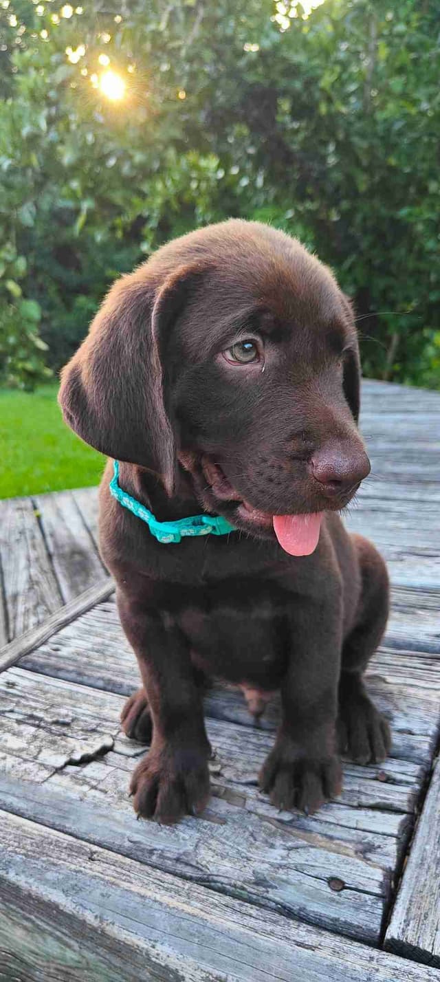 AKC Silver & Chocolate Labrador Retriever Pups, Champion Lines media 16