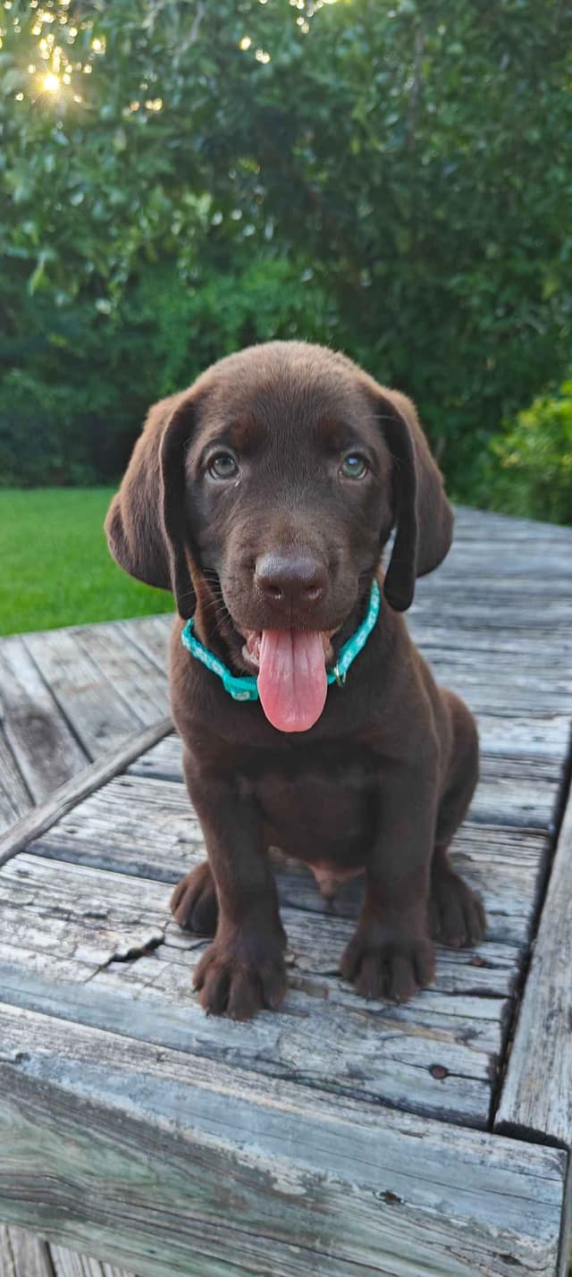 AKC Silver & Chocolate Labrador Retriever Pups, Champion Lines media 18